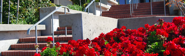 Red geranium bush in front of a red brick stairway leading up to Sage Restaurant. Photo by Cheryl May, Analyst, Human Resources.